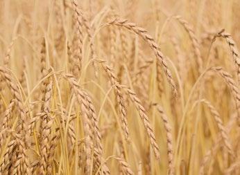 enie 7 neskoré zrelosť 6 stredne neskorá výška rastliny 9 veľmi vysoká poliehanie 7 slabá mrazuvzdornosť 2 veľmi dobrá Septoria tritici 6 stredná hrdza pšeničná 6 stredná hrdza plevová 5 stredne