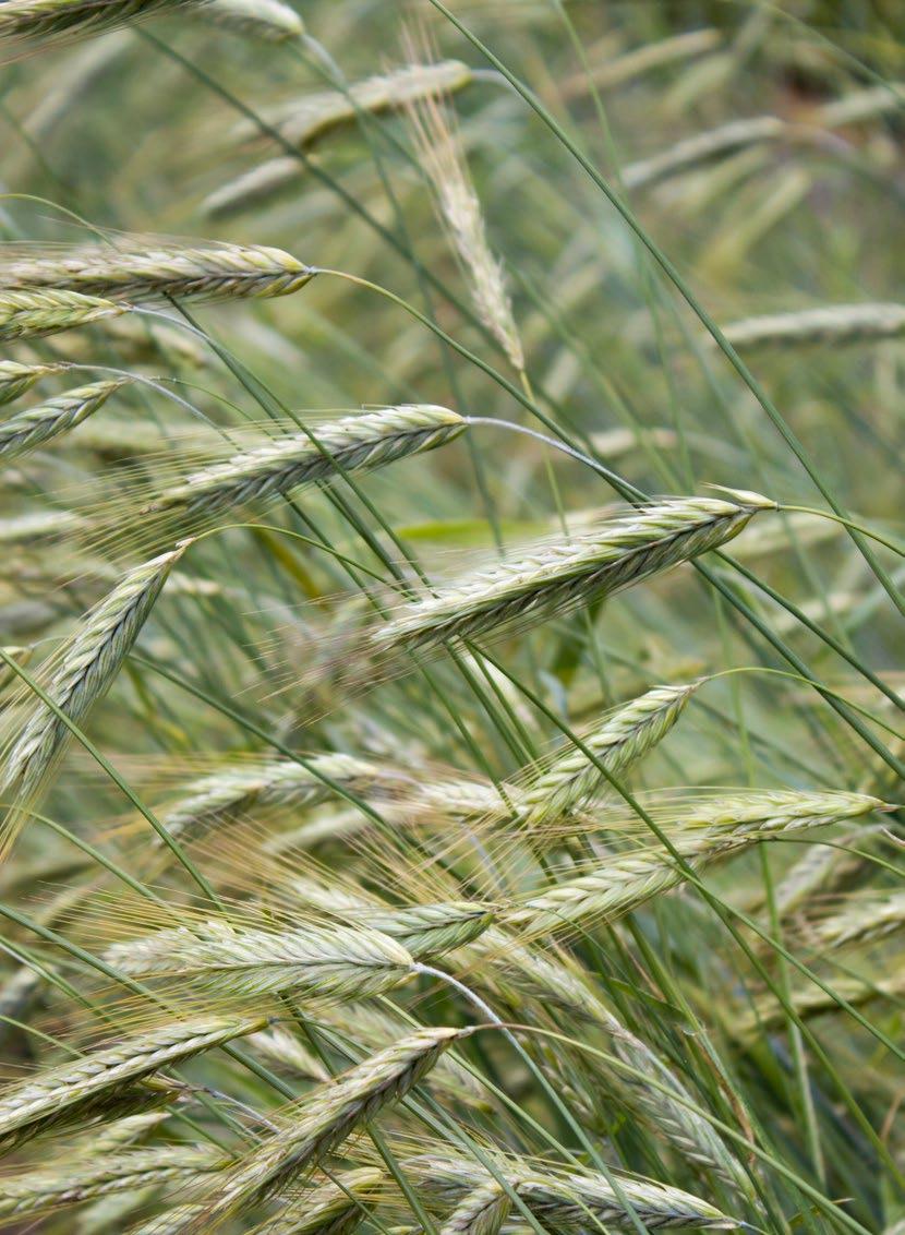 Jačmeň siaty ozimný pripravujeme PARADIES šesťradová odroda s genetickou toleranciou k BYDV (žltá vírusová zakrpatenosť jačmeňa) výborné agronomické vlastnosti PARADIES je šesťradová odroda ozimného