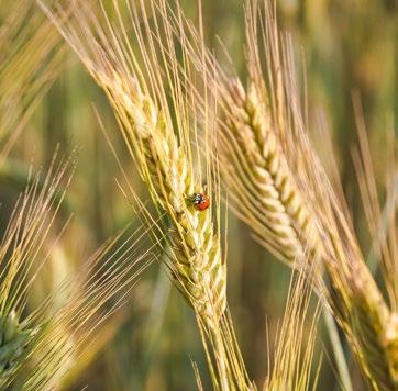 KWS BINNTTO (H) vysoká úroda zdravá a nepoliehavá hybridná odroda hybrid vyrobený technológiou POLLEN PLUS zvýšená tvorba peľu pôsobí ako ochrana kvitnúcich ov pred napadnutím kyjaničkou purpurovou