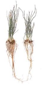 Biostimulácia moreného osiva revitalizácia pôdy Rokoaktiv ROKOAKTIV Prírodný produkt s