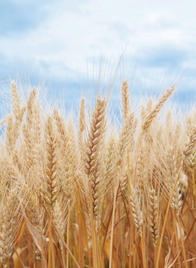 NOVINKA Pšenica letná, forma ozimná Beatus PŠENICA LETNÁ FORMA OZIMNÁ Triticum Aestivum L.