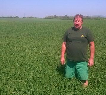 Vzhľadom na tlak zveri a v poslednej dobe častejšie dažde v období zberu preto nie je ľahké vybrať vhodnú odrodu na naše pôdy. Odrodu EMILIO pestujeme úspešne tretí rok.