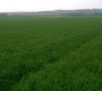 2017 sme pri výsevku 170kg/ha dosiahli úrodu 6,5t/ha. Aj napriek nižším tohtoročným zrážkam dúfame v dobré úrodové výsledky pre sezónu 2018. VIERA ROMANOVÁ a ING.