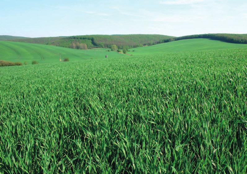 Doporučení k aplikaci Při sólo aplikaci doporučujeme dávku Capala 1,4 l/ha a v systému dvou ošetření dávku 1,2 l/ha a následně aplikaci přípravku Osiris