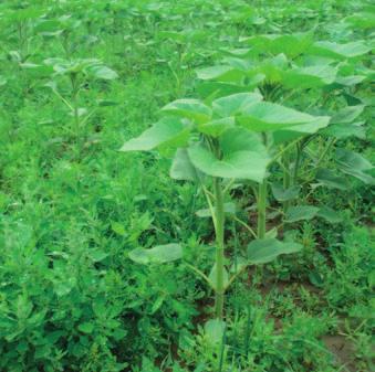 Zaplevelení slunečnice při selhání preemergentní aplikace herbicidů Poškození porostu preemergentními herbicidy po vydatných srážkách Clearfield Plus - viditelně rychlejší nástup