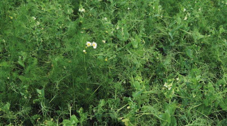 do 3 dnů po zasetí. Herbicidy s účinnou látkou clomazone se zpravidla aplikují v kombinaci s jiným herbicidem, kde posilují účinek na cílové plevele a jsou zároveň specialistou na svízel přítulu.