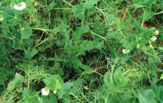 Luskoviny Herbicidy Foto č. 3: Vytrvalé plevele jako pcháč oset je vhodné řešit v předplodině, popř.