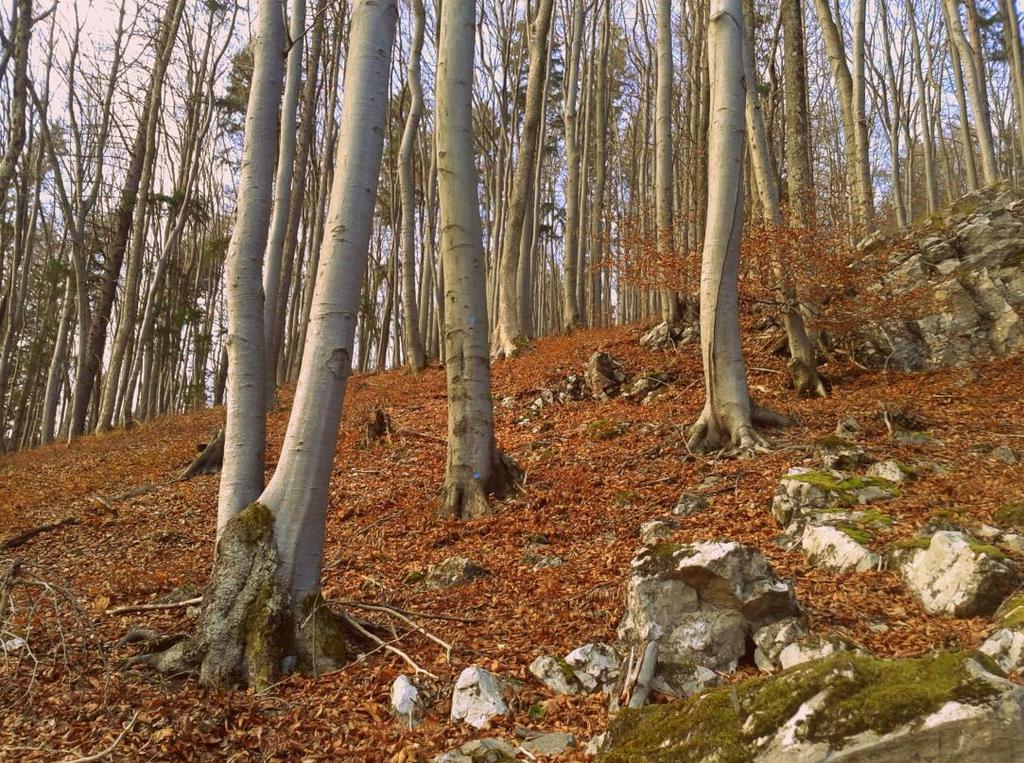 Čarovná jeseň Prišla opäť známa jeseň, a preto píšem túto pieseň.