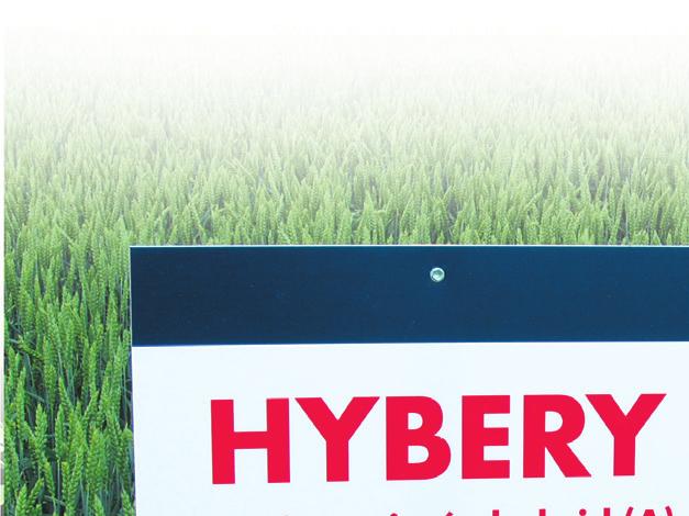 HYBRIDNÍ PŠENICE "ÚSPĚCHY V ČESKÉ PRAXI JSOU NEJLEPŠÍ GARANCÍ PRO OSTATNÍ PĚSTITELE" Tršická zemědělská, a.s, Tršice, okres Přerov, Olomoucký kraj, ředitel Ing.