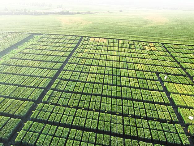 výsevek, hloubka setí (hybridy s ohledem na extrémní odnožování potřebují velmi mělké setí do 2 cm) a velmi časné regenerační přihnojení ve vyšší dávce N.