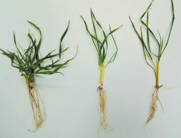 DOPORUČENÍ K PĚSTOVÁNÍ HYBRIDNÍ PŠENICE ZALOŽENÍ POROSTU HYBRIDNÍ PŠENICE Díky specifi ckým vlastnostem hybridní pšenice může být množství vysetého osiva velmi nízké.
