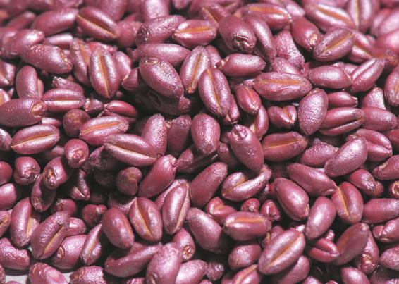 Produkce osiva hybridní pšenice. Množení a výroba osiva hybridní pšenice je odborně, organizačně a ekonomicky velice náročný proces.