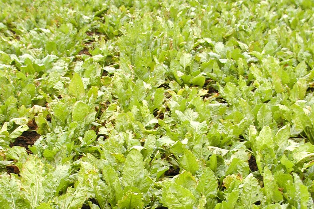 Předplodina cukrovka a jarní ječmen Zaorávka chrástu cukrovky V současné době je již veškerý řepný chrást zapravován do půdy a plní tak roli statkového hnojiva.