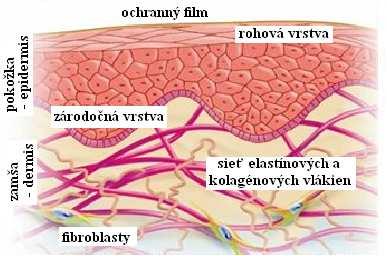 AKO MAŤ KRÁSNU PLEŤ... I. DIAGNOSTIKA PLETI Aby sme vedeli správne diagnostikovať pleť, odlíčime make-up z tváre pomocou tonika.