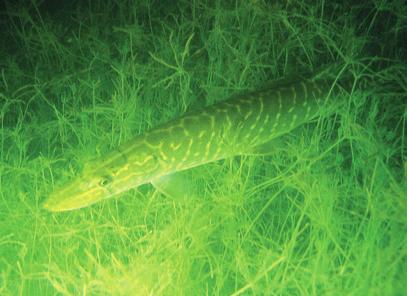 key species here is the Cladoceran genus Daphnia, which is also a substantial and preferred food resource for planktivorous fish and as such forms an important link in the food pyramid.