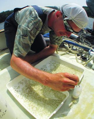 Collecting the early juveniles of zander (Sander lucioperca) from trawl catch dominated by perch (Perca fluviatilis), Římov Reservoir.