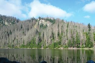 Current Research Highlights / Shrnutí nejdůležitějších projektů The effect of natural dieback of mountain spruce forest on microclimate, chemistry, and biodiversity of terrestrial and aquatic