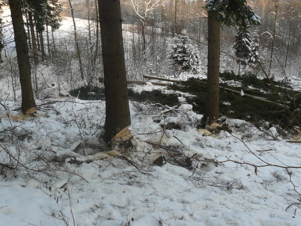 Na obrázku 5.8 je vidět větší počet stromů, které mají směrový zářez a na těchto stromech se nepracuje. Stromy v zimním období jsou nestabilní z důvodu sněhu zachyceného v korunách.