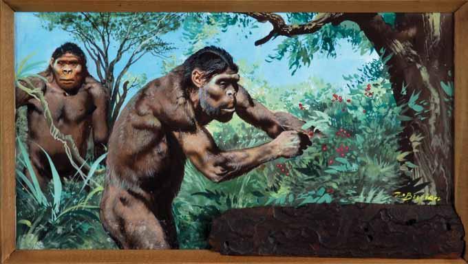 22 22 Zdeněk Burian (1905 1981) Paranthropus při sběru kvaš, papír, 14,5 x 26 cm, sign. PD Z.