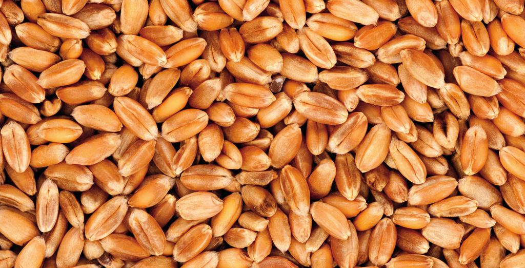 Čistá efektivnost Tato brožura shrnuje některé základní aspekty agronomického a environmentálního dopadu různých dusíkatých hnojiv.