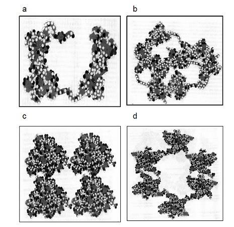 [6] Experimentální studie [32] předpokládá tyto možné struktury HK: Obr.