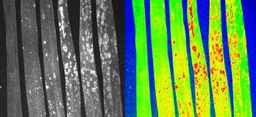Výsledky detekce chorob pomocí modro-zelené zobrazovací fluorescence 2.5.3.1 Padlí travní (Blumeria graminis f. sp.