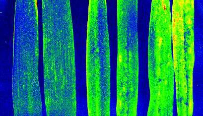 Obrázek 16 Snímek intenzity modro-zelené fluorescence v nepravých barvách u listů pšenice ozimé s různou úrovní napadení rzí pšeničnou (0-75%) 100 Napadení rzí pšeničnou (%) 80 60 40 20 0 R 2 =0.