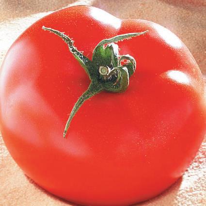 Brooklyn tyčkové rajče plod velký 160g, pevný a chutný vyrovnaně plodí