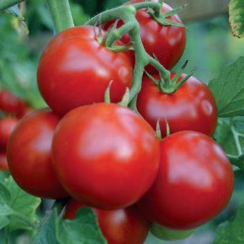 Pannovy tyčkové rajče plod kulatý, hladký, váha 80-90 g vynikající