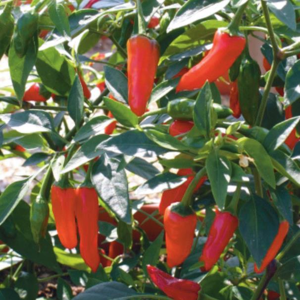 Capsicum Apache malé pálivé červené plody (ostrost 4) vhodný do nádob a na