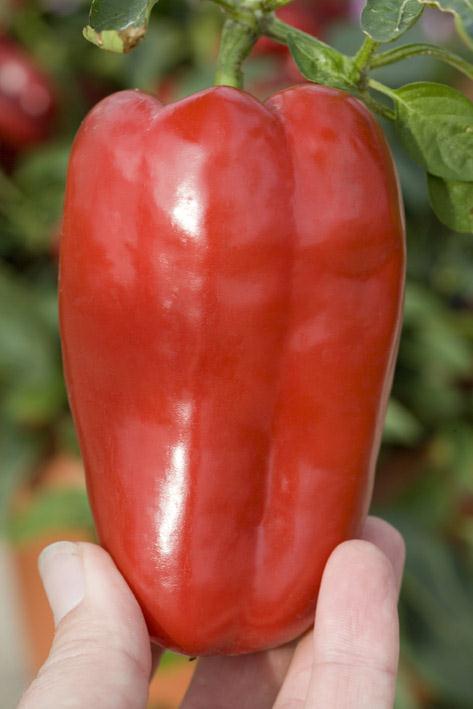 Capsicum Redskin sladká paprika velmi dobře rozvětvuje středně velké