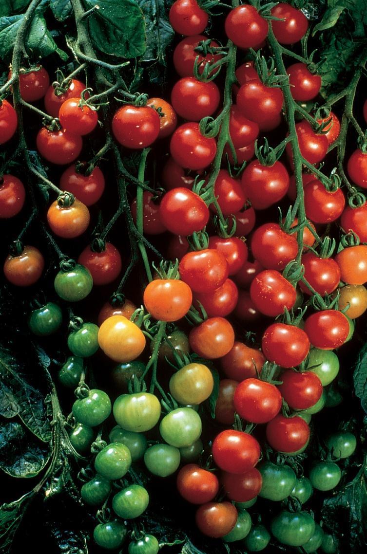 Supersweet 100 velmi oblíbené tyčkové Cherry rajče velké množství drobných plodů 15-20 g