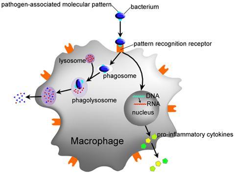 Funkce makrofágů Profesionální fagocyty https://www.youtube.com/watch?