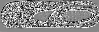 Klasifikace Bacillus thuringiensis 2 Cry). Přítomnost parasporálního tělíska odlišuje Bt. od příbuzného druhu půdní bakterie Bacillus cereus. Na rozdíl od B. cereus jsou u Bt.