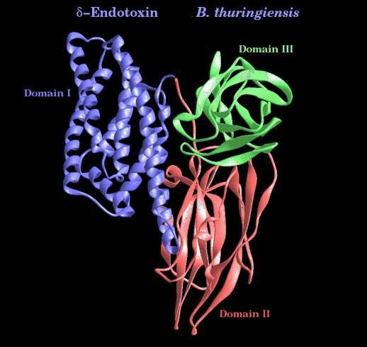 brassicae usmrcená Bacillus thuringiensis subsp.