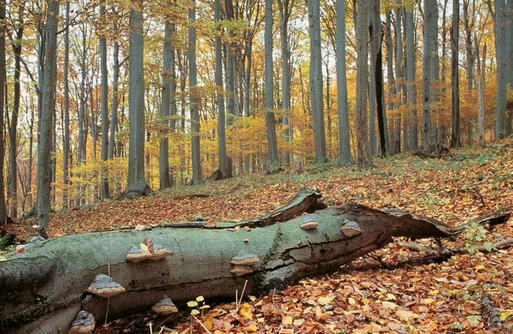 686-74_MK_uzemi.4.008 8:3 Stránka 696 GEOLOGIE Území je budováno laïáneck mi vápenci. Znaãná ãást rezervace je pokryta zvûtralinov m plá tûm s relikty tzv. rudick ch vrstev.