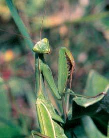 686-74_MK_uzemi.4.008 8:3 Stránka 698 3 6 4 5 3 Kudlanka náboïná (Mantis religiosa). 4 Krtiãník jarní (Scrophularia vernalis). 5 Hadinec nachov (Echium russicum). 6 ípáková doubrava.
