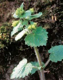 letním (Quercus robur), s dfiínem jarním, svídou krvavou (Swida sanguinea), fie etlákem poãistiv m (Rhamnus cathartica) a vbylinném patfie s hrachorem jarním (Lathyrus vernus), prvosenkou jarní