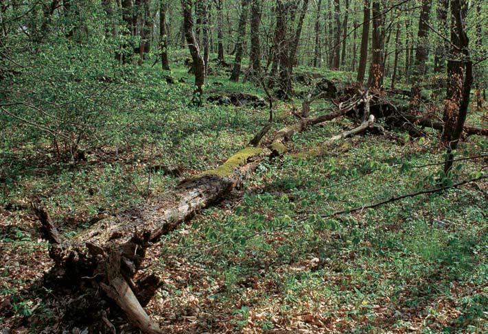 Synusie podrostu je bohatá, její pokryvnost je závislá na stupni zápoje stromového a kefiového patra. Nalezneme zde napfi.