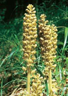 m (Platanthera bifolia). 6 4 SuÈov les s bukem a javorem v podzimním období. 5 Hlístník hnízdák (Neottia nidus-avis).