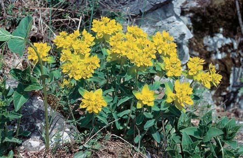 Katastrální území: Kanice (okres Brno-venkov) GEOLOGIE Území rezervace je situováno na geologické hranici vilémovick ch vápencû Moravského krasu s bazálními klastick mi sedimenty.