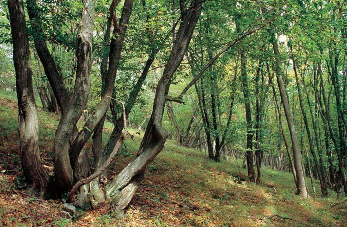 Ve stromovém patfie se uplatàuje javor klen (Acer pseudoplatanus), jasan ztepil (Fraxinus excelsior), habr obecn.