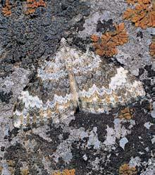 Z ptákû lze v údolí na bfiezích Punkvy ãasto zastihnout konipasa horského (Motacilla cinerea), skorce vodního (Cinc- 5 Kruhatka Matthiolova moravská (Cortusa matthioli subsp. moravica).