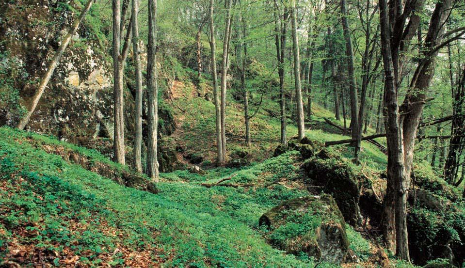 686-74_MK_uzemi.4.008 8: Stránka 688 GEOLOGIE Území je modelováno na severov chodní hranici vápencû Moravského krasu adrahanského kulmu.