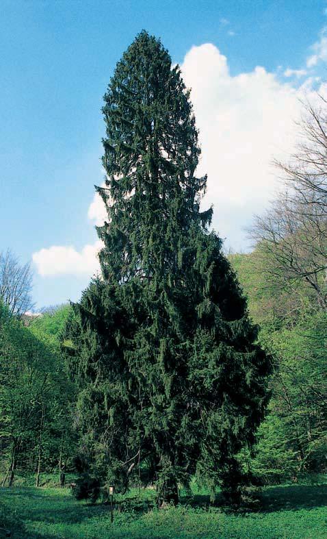 ú. Babice nad Svitavou, p. ã. 443/, dub v Zadních polích na kraji lesa v blízkosti krasov ch závrtû, asi,6 km v chodnû od obce Babice nad Svitavou. O: 40 cm, Vs: 8 m, S: 50 let. 3. Jefiáb bfiek, k. ú.