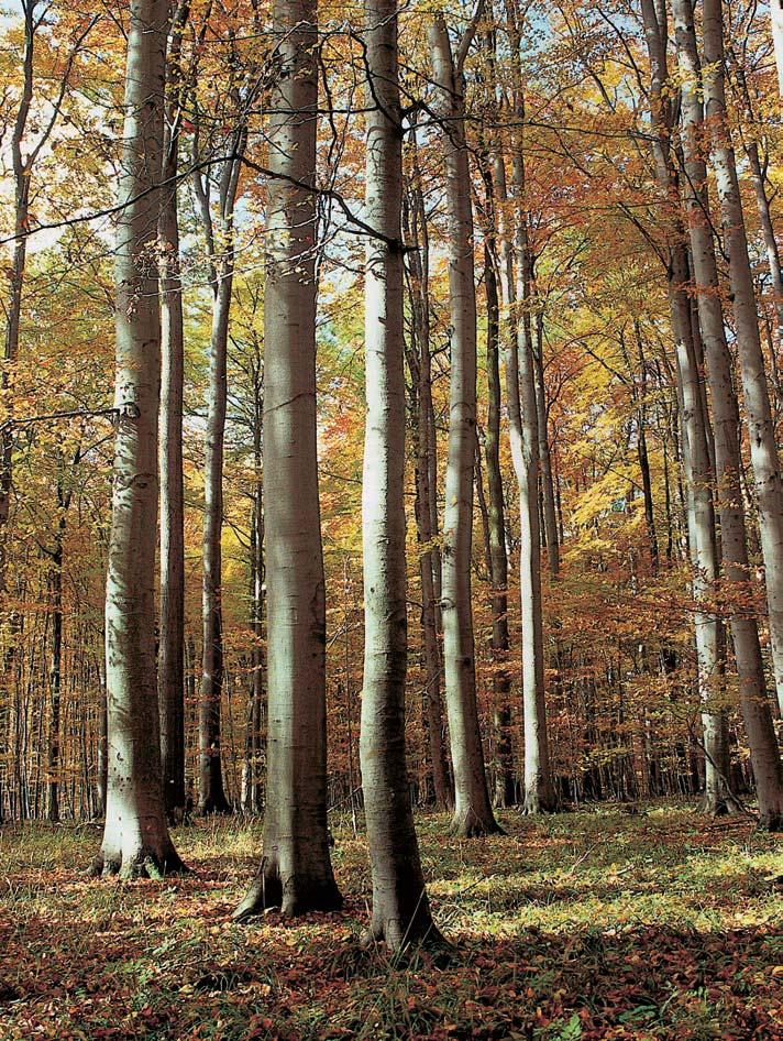 686-74_MK_uzemi.4.008 8:3 Stránka 690 GEOLOGIE Úzekmí rezervace je budováno v devonsk ch vilémovick ch vápencích. Z krasov ch jevû je zajímav v skyt drobn ch krapov ch polí.