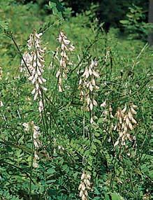 sylvatica) a metlice trsnatá (Deschampsia cespitosa), svízel vonn (Galium odoratum), samorostlík klasnat (Actea spicata), pryskyfiník kosmat (Ranunculus lanuginosus) a l kovec jedovat (Daphne