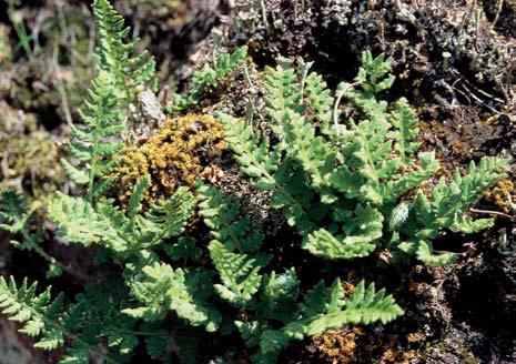 vytrvalou, kyãelnicí devítilistou (Dentaria enneaphyllos), k. cibulkonosnou (D.