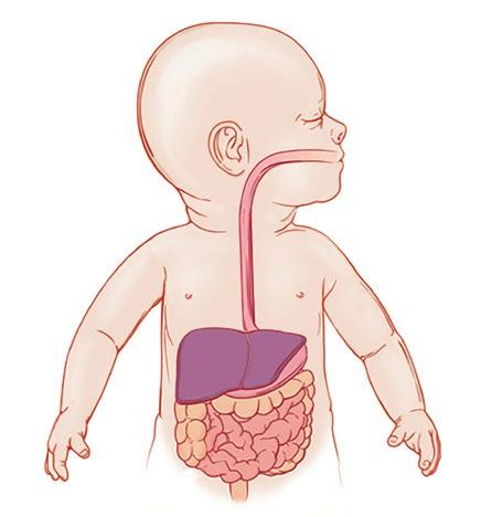 MEZI ZDRAVÍM A SLOŽENÍM STŘEVNÍHO MIKROBIOMU BYLA PROKÁZÁNA