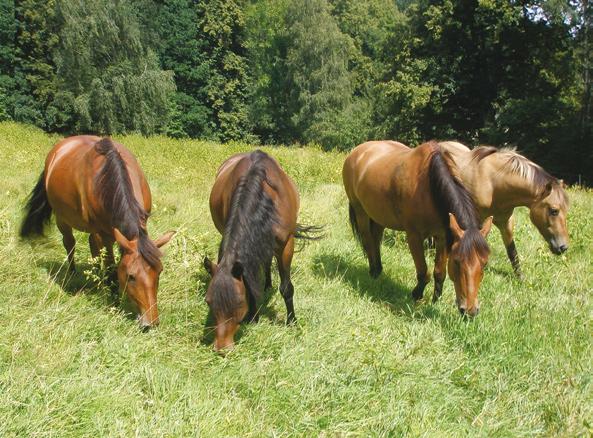 V ROCE 2008 NAŠI ČINNOST VÝZNAMNĚ PODPOŘILI Liberecký kraj je zřizovatelem Střediska ekologické výchovy Libereckého kraje, příspěvkové organizace.
